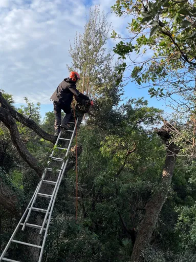 Etêtage chêne liège chez un particulier au Rayol , Le Lavandou, Bianchi Paysages