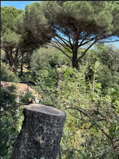 đł ĂtĂȘtage dâun chĂȘne blanc au Lavandou , Le Lavandou, Bianchi Paysages