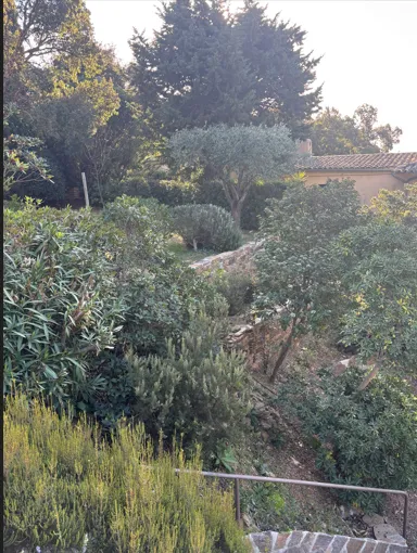 🌿 Taille d’un olivier au Rayol-Canadel-sur-Mer, Le Lavandou, Bianchi Paysages