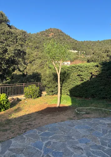 đł Plantation de faux poivrier Ă Bormes-les-Mimosas , Le Lavandou, Bianchi Paysages