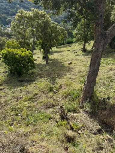 Débroussaillage Lavandou , Le Lavandou, Bianchi Paysages