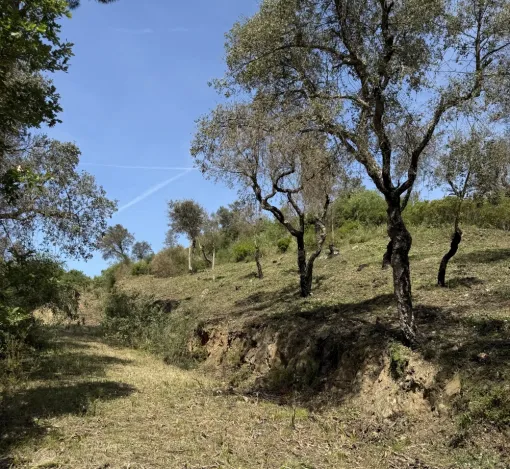 Débroussaillage à Bormes et Mimosas pour la prévention des feux de forêt, Le Lavandou, Bianchi Paysages