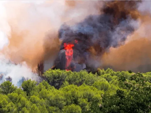🔥 Prévention des feux de forêt au Lavandou 🌿, Le Lavandou, Bianchi Paysages