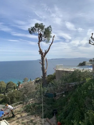Elagage au Lavandou, Le Lavandou, Bianchi Paysages