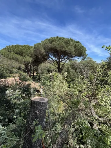 Paysagiste au Lavandou, Le Lavandou, Bianchi Paysages