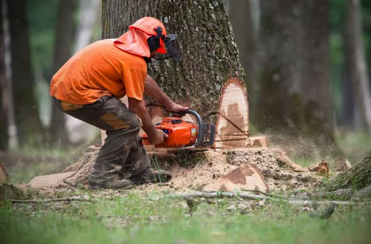 Quelle technique pour abattre un arbre qui menace de tomber ?, Le Lavandou, Bianchi Paysages