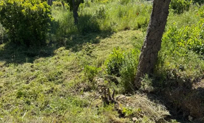 Débroussaillage Lavandou , Le Lavandou, Bianchi Paysages